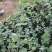 尤加利盆栽绿植室外花园小清晰植物多年生四季常绿植