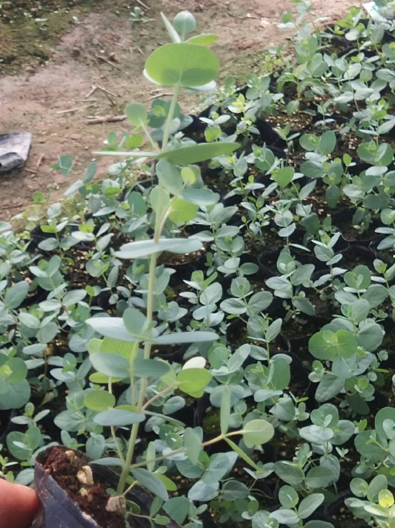 尤加利盆栽绿植室外花园小清晰植物多年生四季常绿植