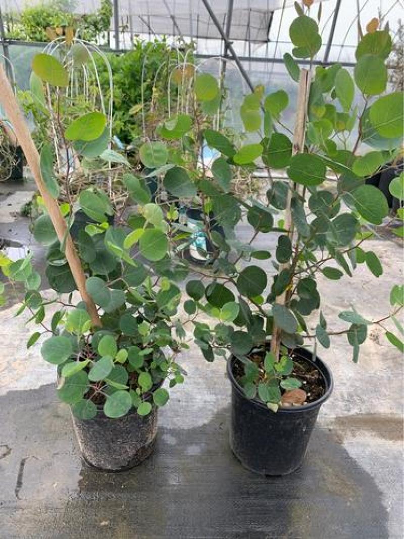 尤加利盆栽绿植室外花园小清晰植物多年生四季常绿植