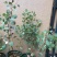 尤加利盆栽绿植室外花园小清晰植物多年生四季常绿植