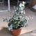 尤加利盆栽绿植室外花园小清晰植物多年生四季常绿植