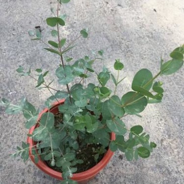 尤加利盆栽绿植室外花园小清晰植物多年生四季常绿植
