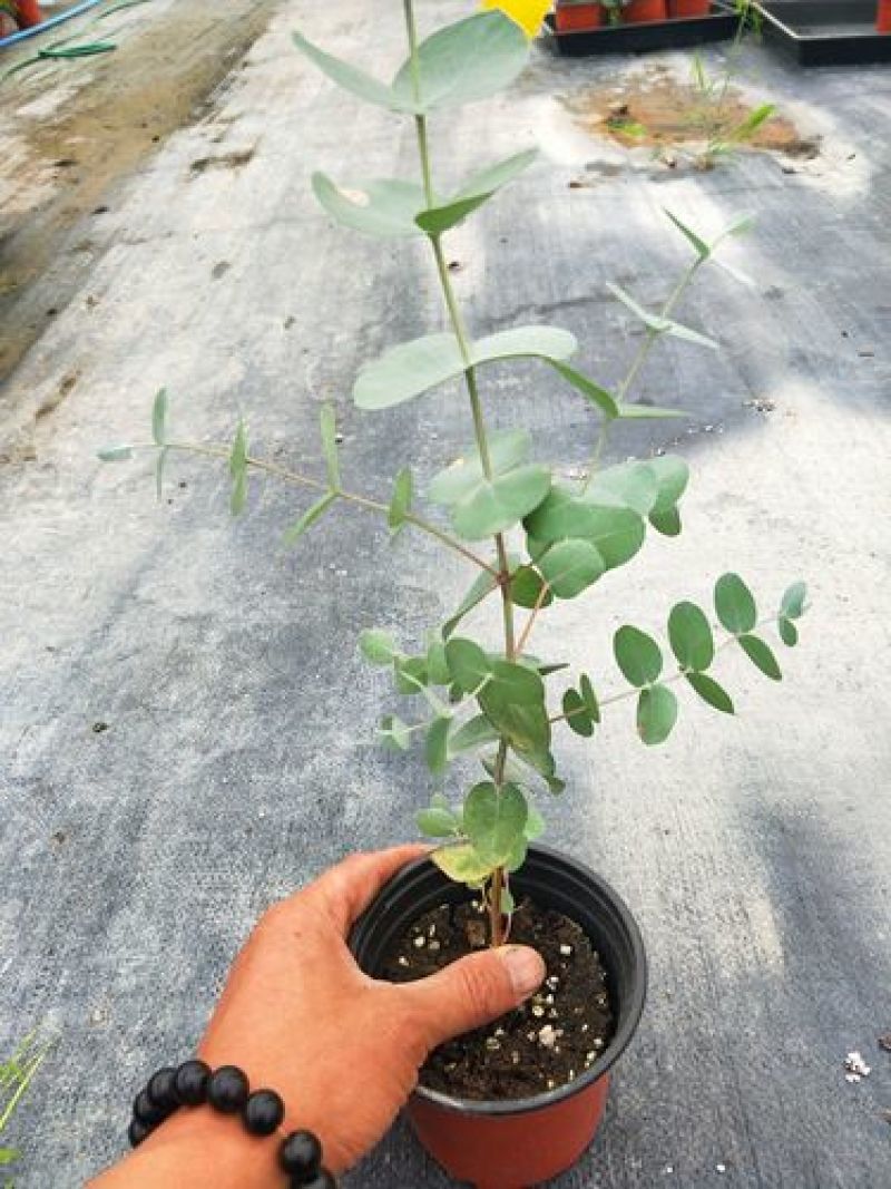 尤加利盆栽绿植室外花园小清晰植物多年生四季常绿植