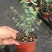 尤加利盆栽绿植室外花园小清晰植物多年生四季常绿植