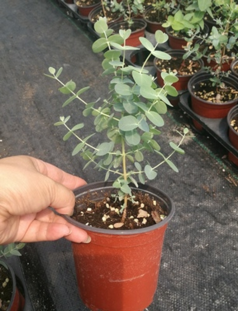 尤加利盆栽绿植室外花园小清晰植物多年生四季常绿植
