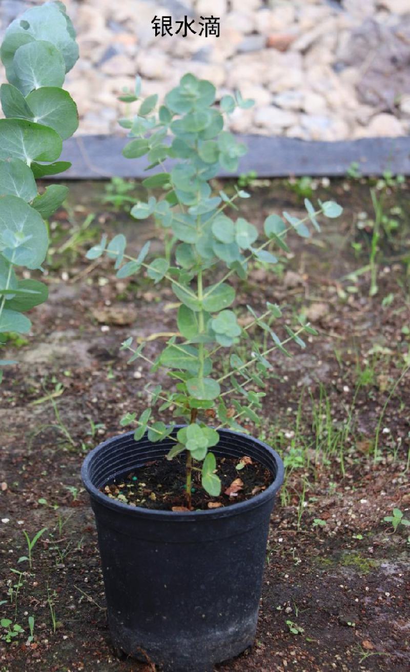 尤加利盆栽绿植室外花园小清晰植物多年生四季常绿植