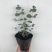 尤加利盆栽绿植室外花园小清晰植物多年生四季常绿植