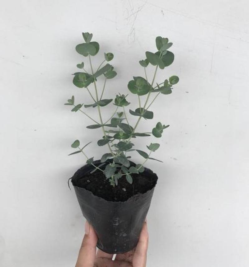 尤加利盆栽绿植室外花园小清晰植物多年生四季常绿植