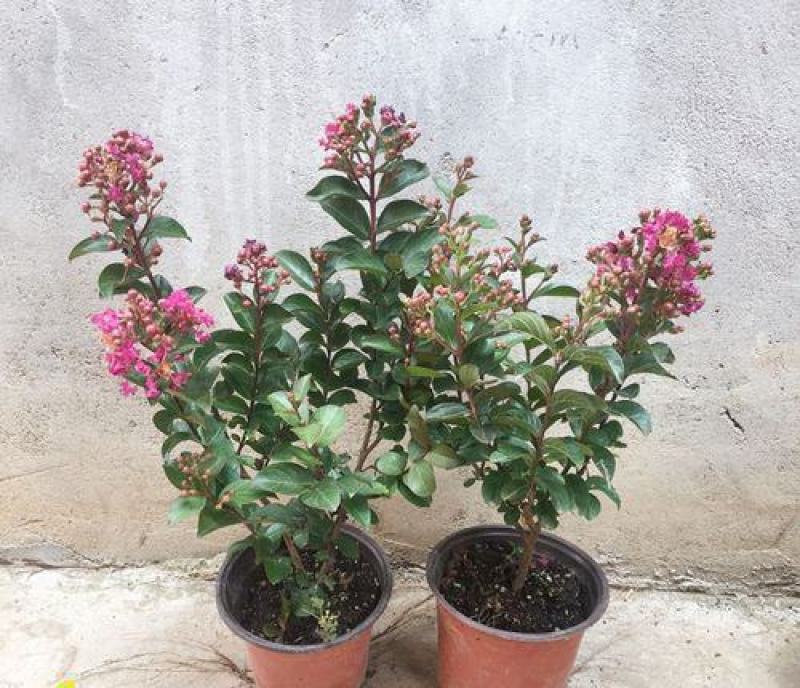 紫薇花盆栽窗台庭院花卉耐热植物多年生木本带花苞发货观花