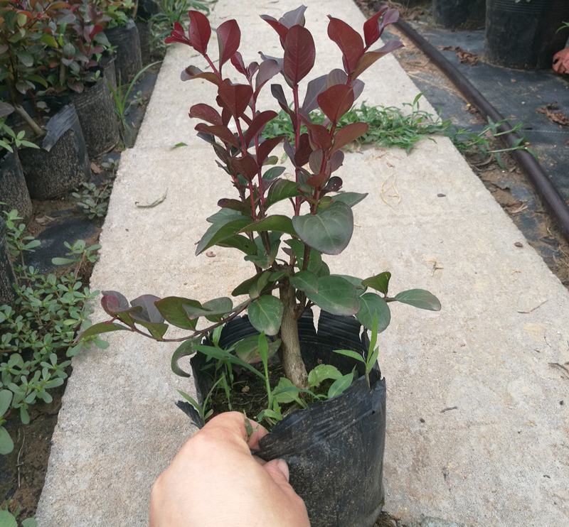 紫薇花盆栽窗台庭院花卉耐热植物多年生木本带花苞发货观花