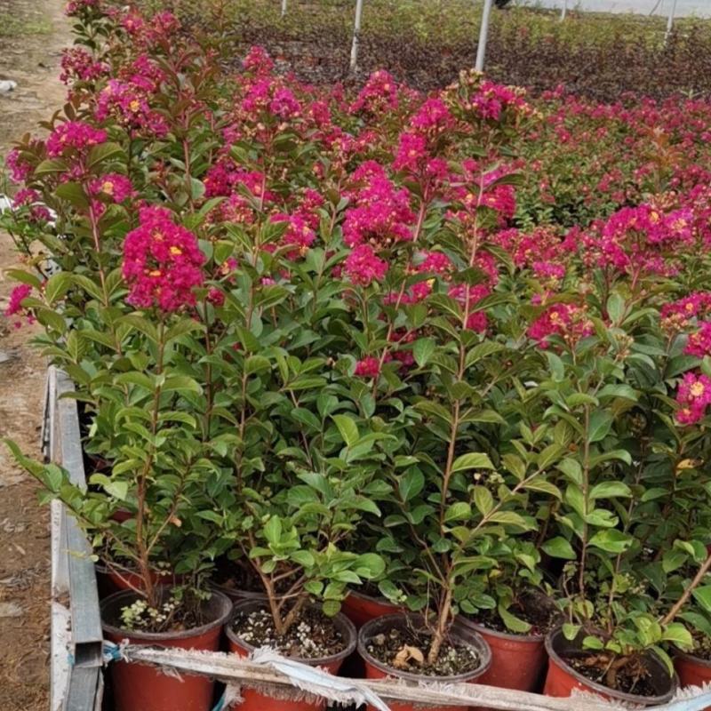 紫薇花盆栽窗台庭院花卉耐热植物多年生木本带花苞发货观花