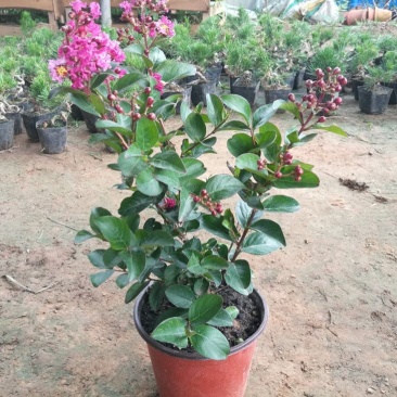 紫薇花盆栽窗台庭院花卉耐热植物多年生木本带花苞发货观花