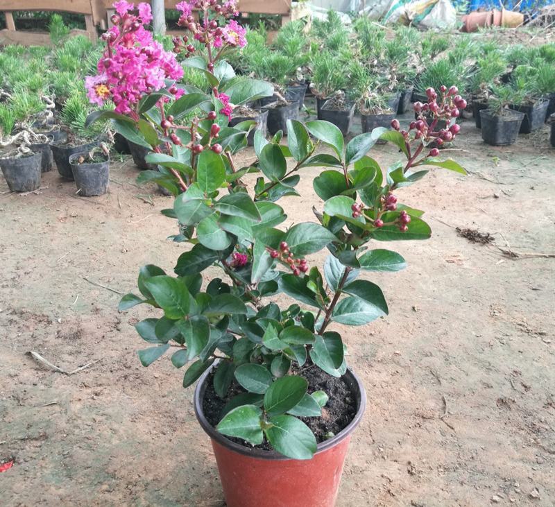 紫薇花盆栽窗台庭院花卉耐热植物多年生木本带花苞发货观花
