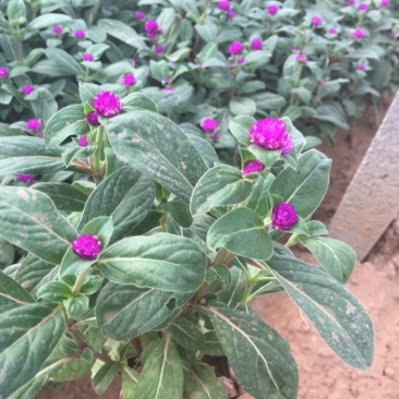 千日红盆栽带花苞阳台室外耐晒好养花卉观花植物粉色千日红花