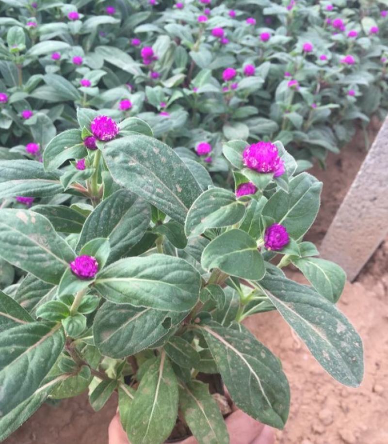 千日红盆栽带花苞阳台室外耐晒好养花卉观花植物粉色千日红花