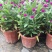 千日红盆栽带花苞阳台室外耐晒好养花卉观花植物粉色千日红花