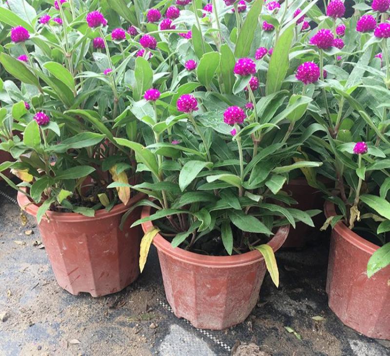 千日红盆栽带花苞阳台室外耐晒好养花卉观花植物粉色千日红花