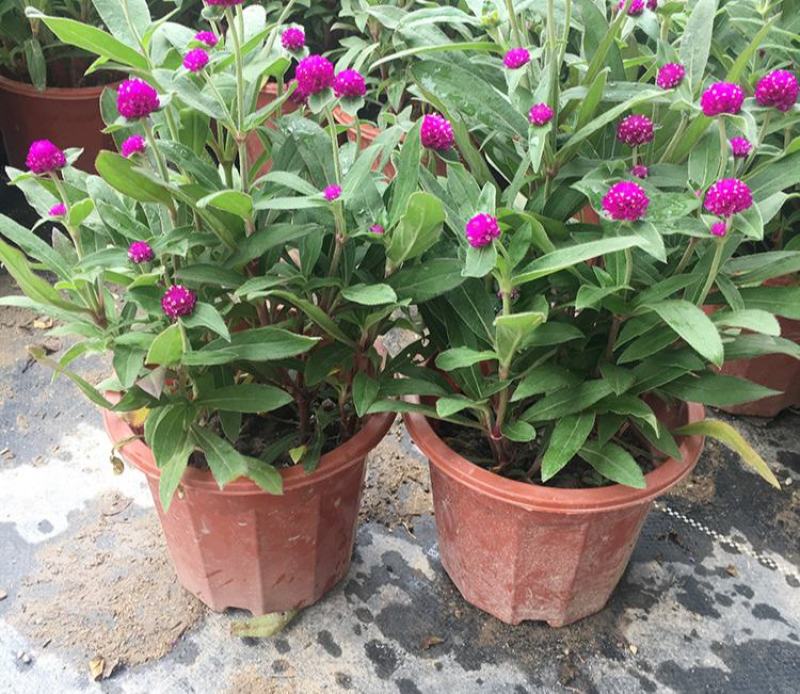 千日红盆栽带花苞阳台室外耐晒好养花卉观花植物粉色千日红花
