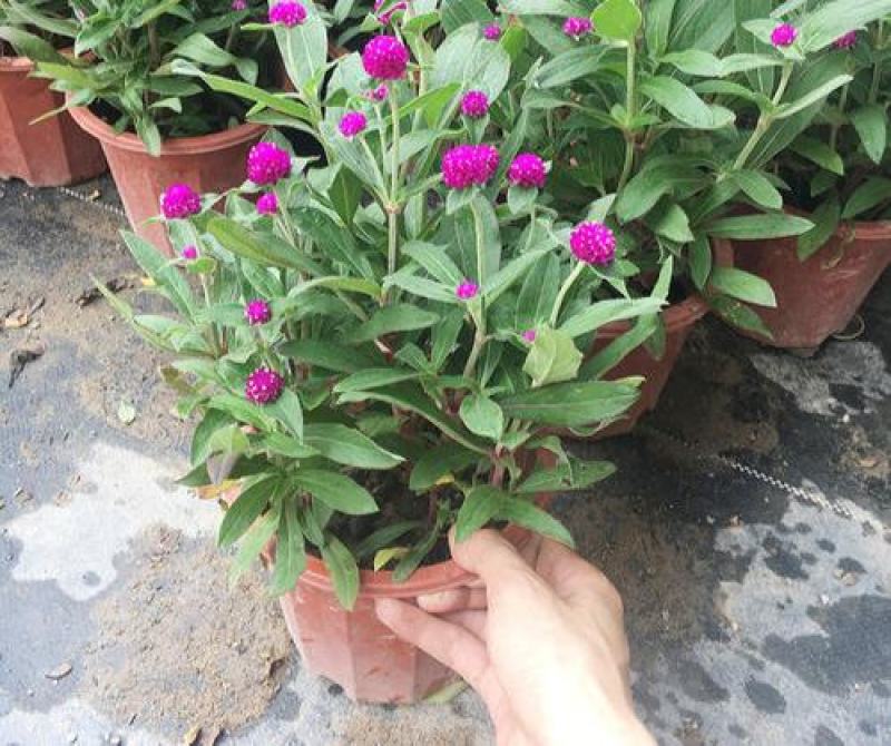 千日红盆栽带花苞阳台室外耐晒好养花卉观花植物粉色千日红花