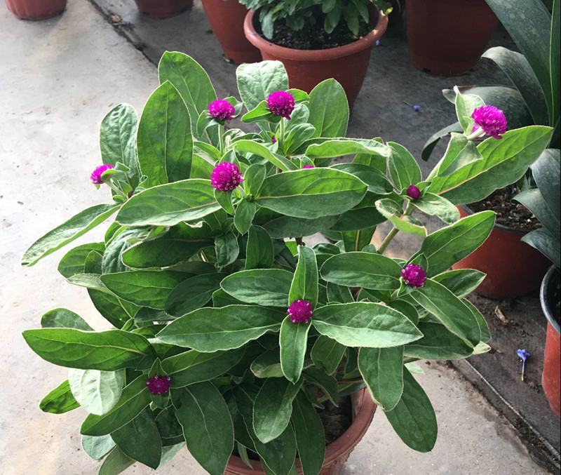 千日红盆栽带花苞阳台室外耐晒好养花卉观花植物粉色千日红花