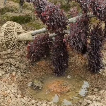 造型红花继木红红继木桩景批发