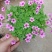 红花酢浆草种球四叶草盆栽幸运草阳台庭院花卉持续开花醡浆草