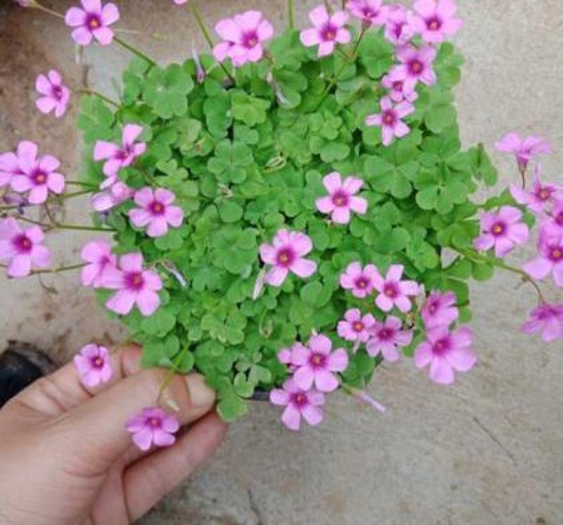 红花酢浆草种球四叶草盆栽幸运草阳台庭院花卉持续开花醡浆草