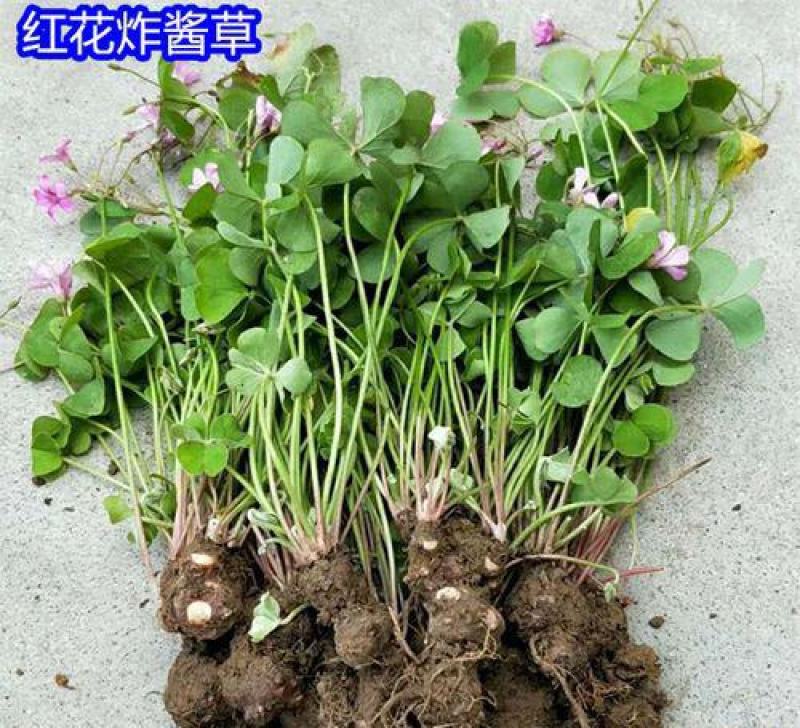 红花酢浆草种球四叶草盆栽幸运草阳台庭院花卉持续开花醡浆草