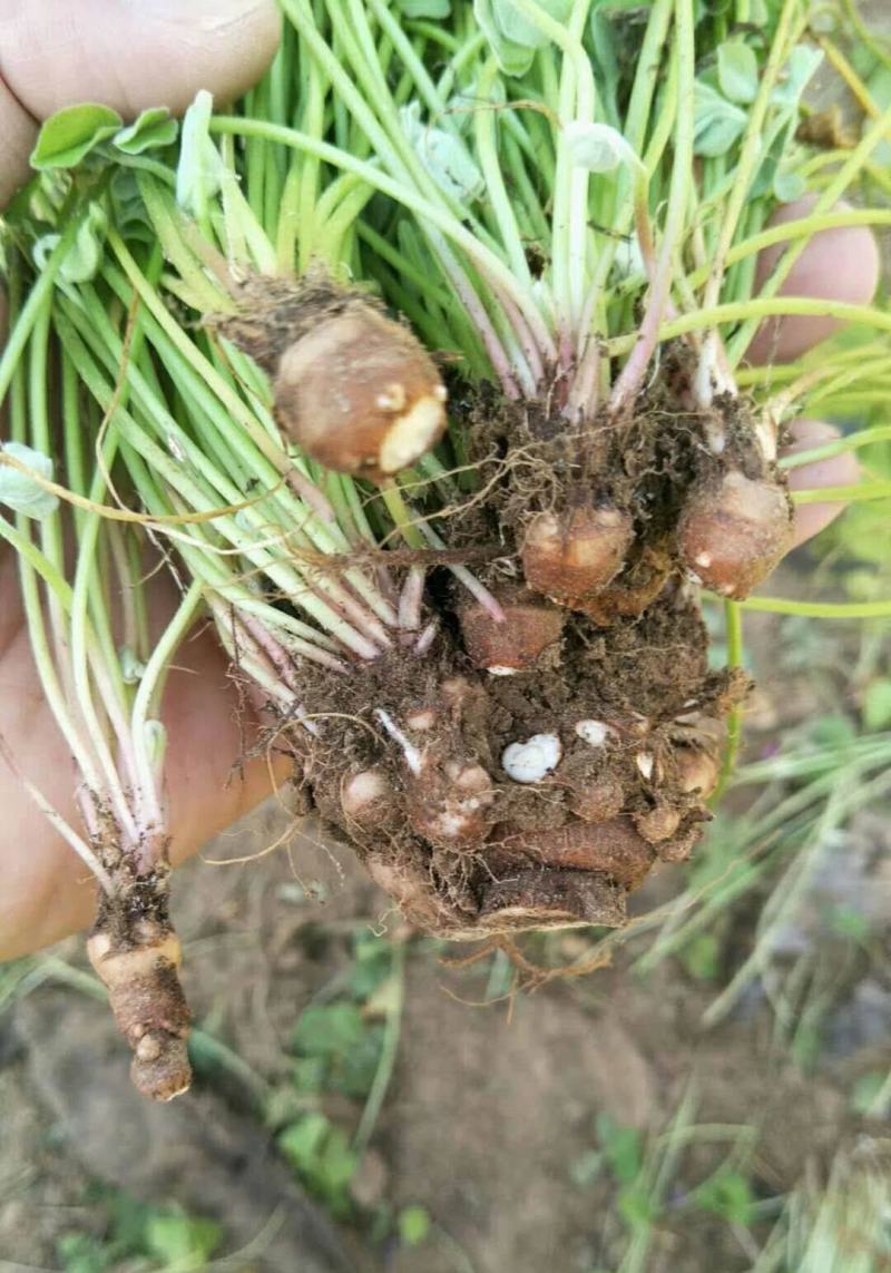 红花酢浆草种球四叶草盆栽幸运草阳台庭院花卉持续开花醡浆草