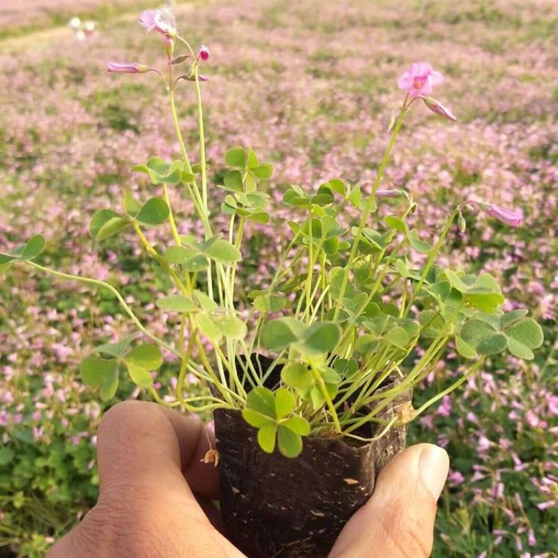 红花酢浆草种球四叶草盆栽幸运草阳台庭院花卉持续开花醡浆草