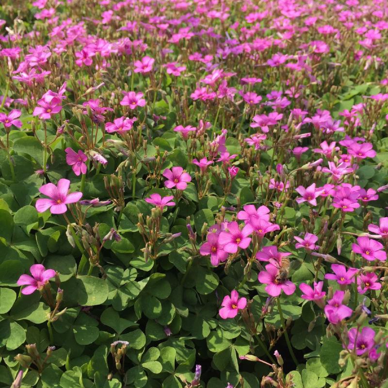 红花酢浆草种球四叶草盆栽幸运草阳台庭院花卉持续开花醡浆草