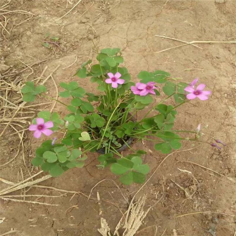 红花酢浆草种球四叶草盆栽幸运草阳台庭院花卉持续开花醡浆草