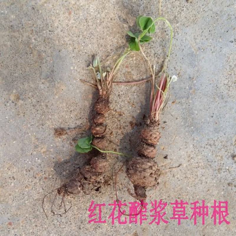 红花酢浆草种球四叶草盆栽幸运草阳台庭院花卉持续开花醡浆草