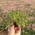 红花酢浆草种球四叶草盆栽幸运草阳台庭院花卉持续开花醡浆草