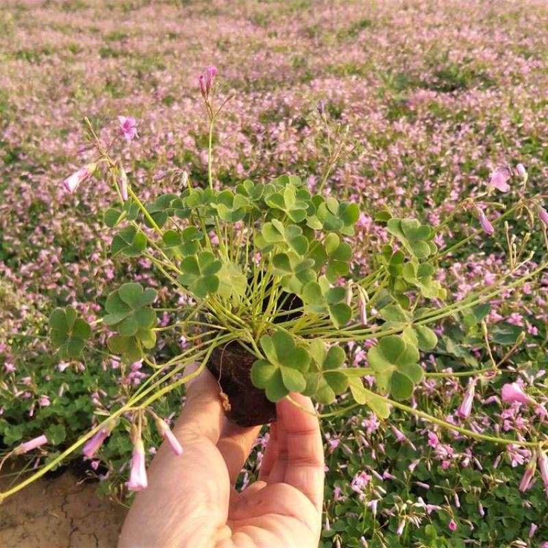 红花酢浆草种球四叶草盆栽幸运草阳台庭院花卉持续开花醡浆草