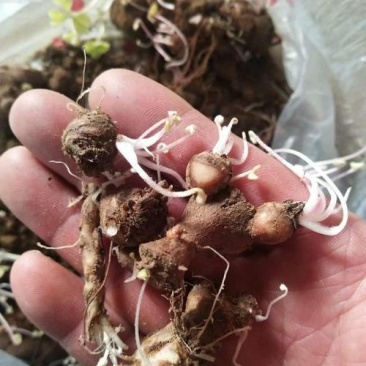 红花酢浆草种球四叶草盆栽幸运草阳台庭院花卉持续开花醡浆草