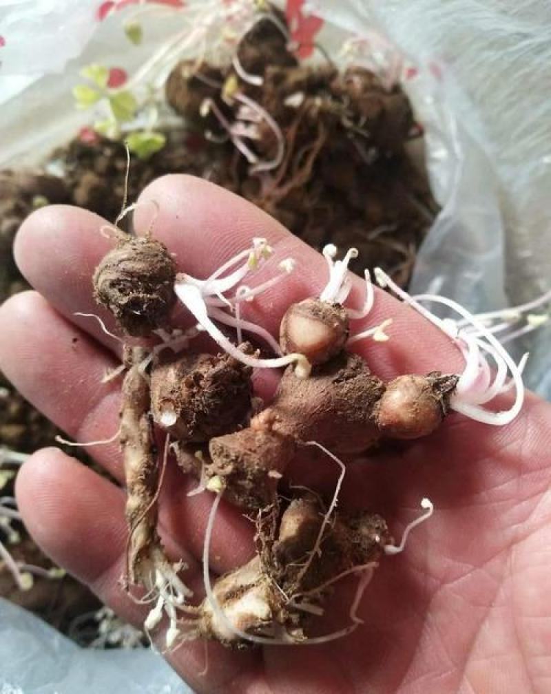 红花酢浆草种球四叶草盆栽幸运草阳台庭院花卉持续开花醡浆草