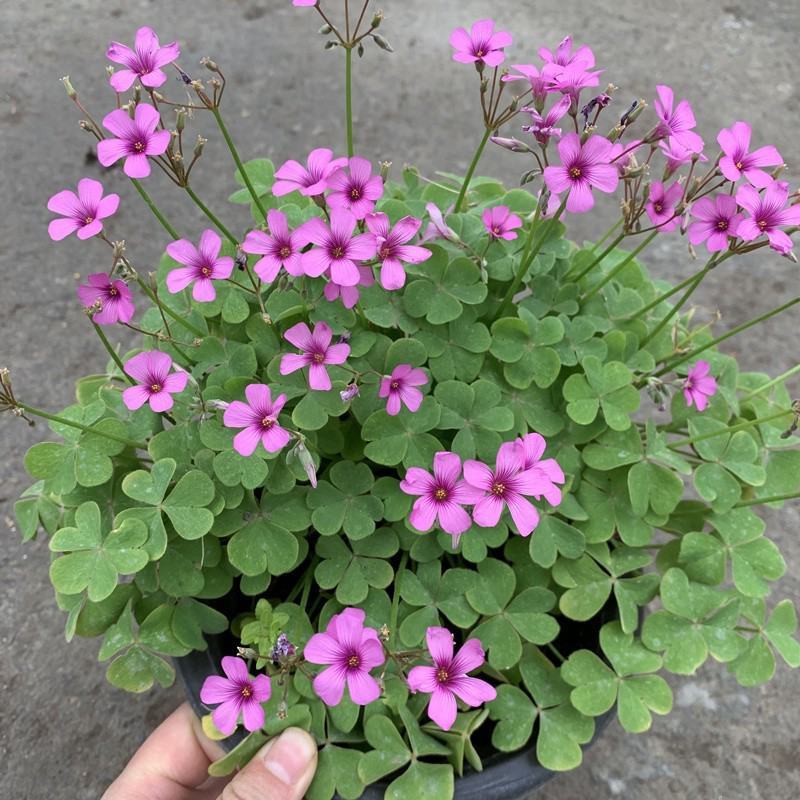 红花酢浆草种球四叶草盆栽幸运草阳台庭院花卉持续开花醡浆草