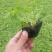 红花酢浆草种球四叶草盆栽幸运草阳台庭院花卉持续开花醡浆草