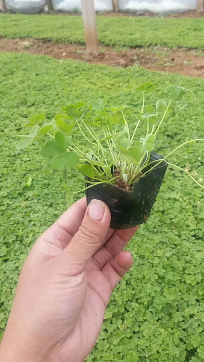 红花酢浆草种球四叶草盆栽幸运草阳台庭院花卉持续开花醡浆草