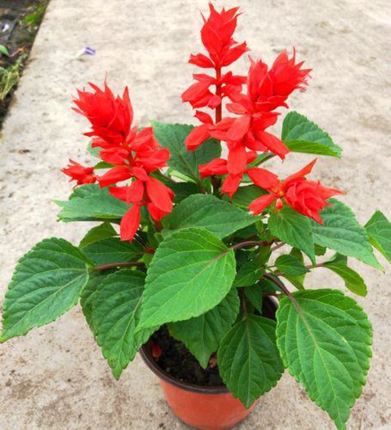 一串红花苗盆栽黄金菊花苗五彩石竹花苗草花耐寒植物景观绿化