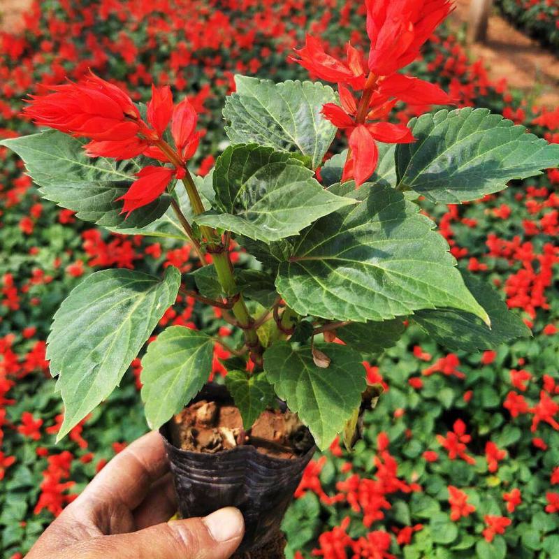 一串红花苗盆栽黄金菊花苗五彩石竹花苗草花耐寒植物景观绿化
