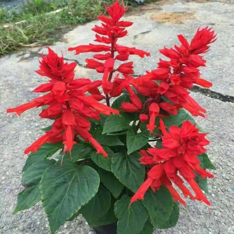 一串红花苗盆栽黄金菊花苗五彩石竹花苗草花耐寒植物景观绿化