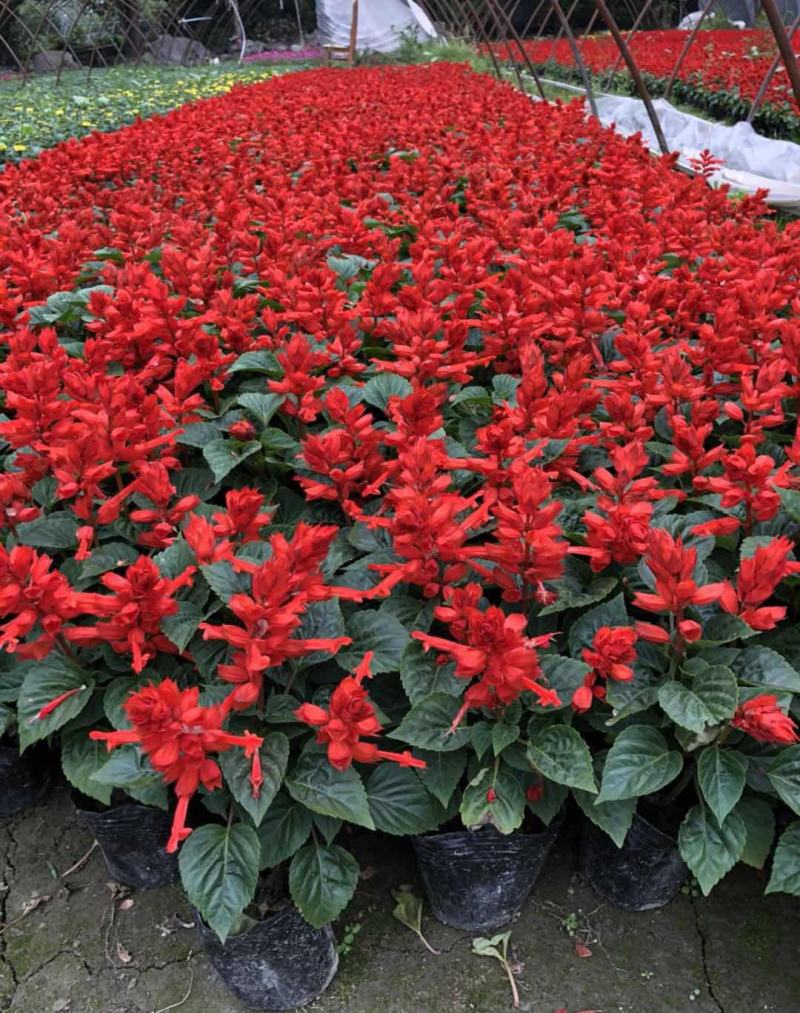 一串红花苗盆栽黄金菊花苗五彩石竹花苗草花耐寒植物景观绿化