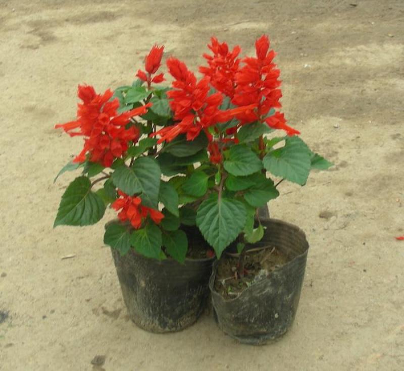 一串红花苗盆栽黄金菊花苗五彩石竹花苗草花耐寒植物景观绿化