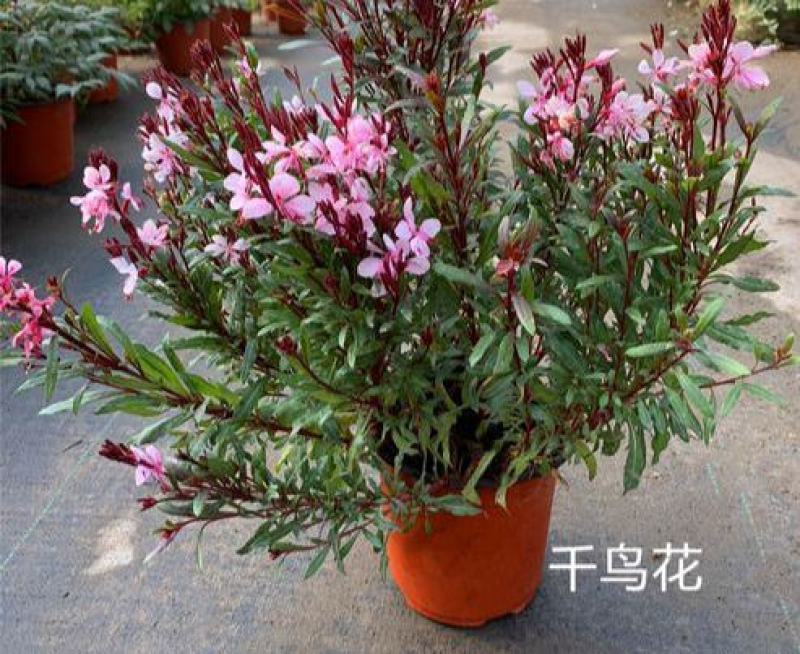 小清新紫叶山桃草千鸟花盆栽好养花卉花期长夏季阳台庭院观花