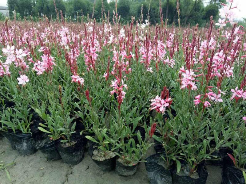 小清新紫叶山桃草千鸟花盆栽好养花卉花期长夏季阳台庭院观花