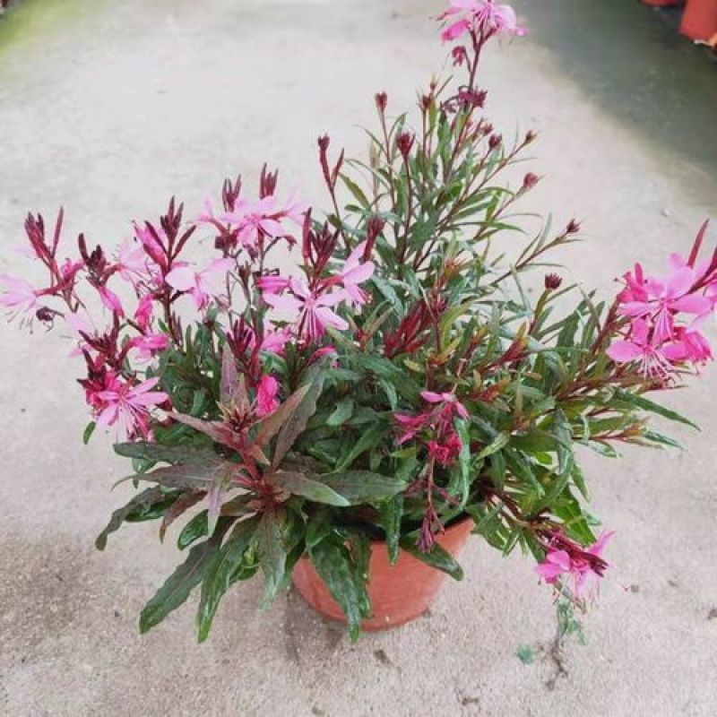 小清新紫叶山桃草千鸟花盆栽好养花卉花期长夏季阳台庭院观花