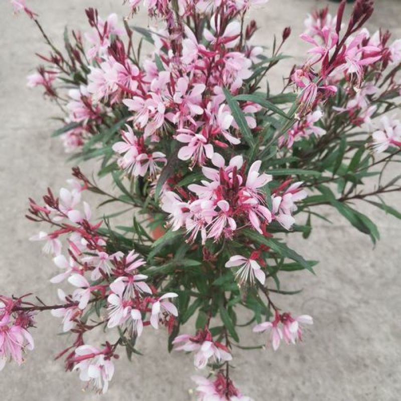 小清新紫叶山桃草千鸟花盆栽好养花卉花期长夏季阳台庭院观花