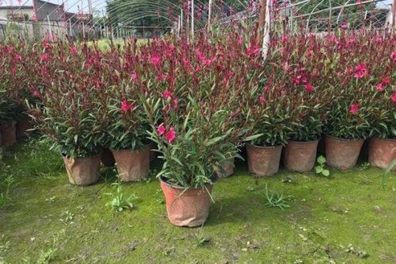 小清新紫叶山桃草千鸟花盆栽好养花卉花期长夏季阳台庭院观花